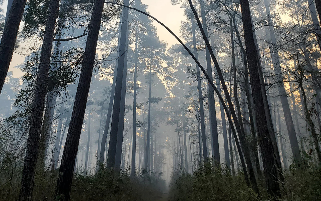 Foggy pines in Sam Houston National Forest
